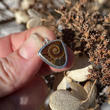 Fossilized Ammonite and Sterling Silver Earrings